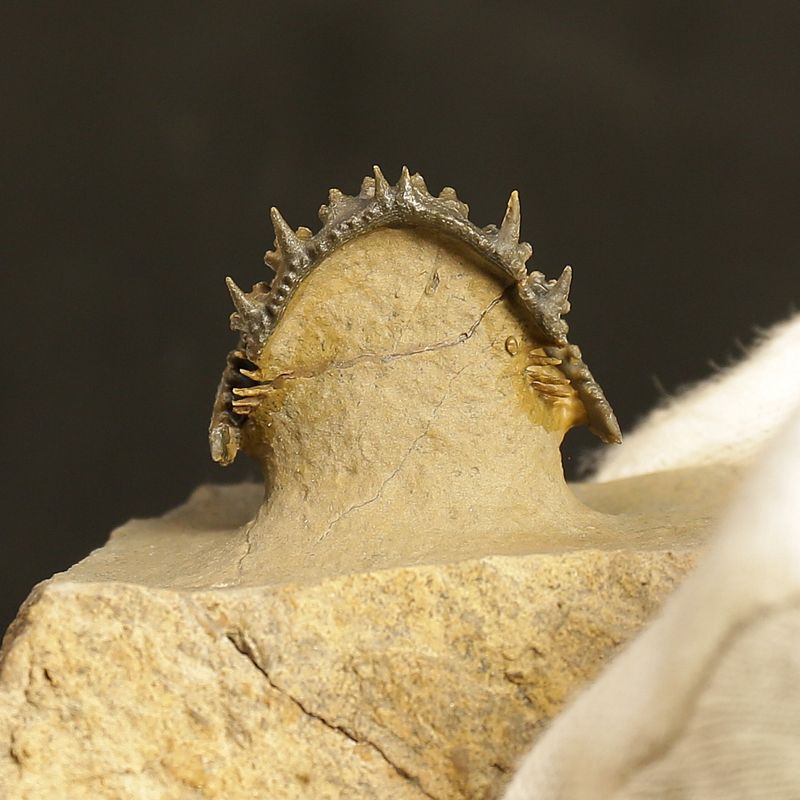 Acantharges mbareki Trilobite – Rolled Specimen with Hypostome, Devonian Morocco (3 cm)