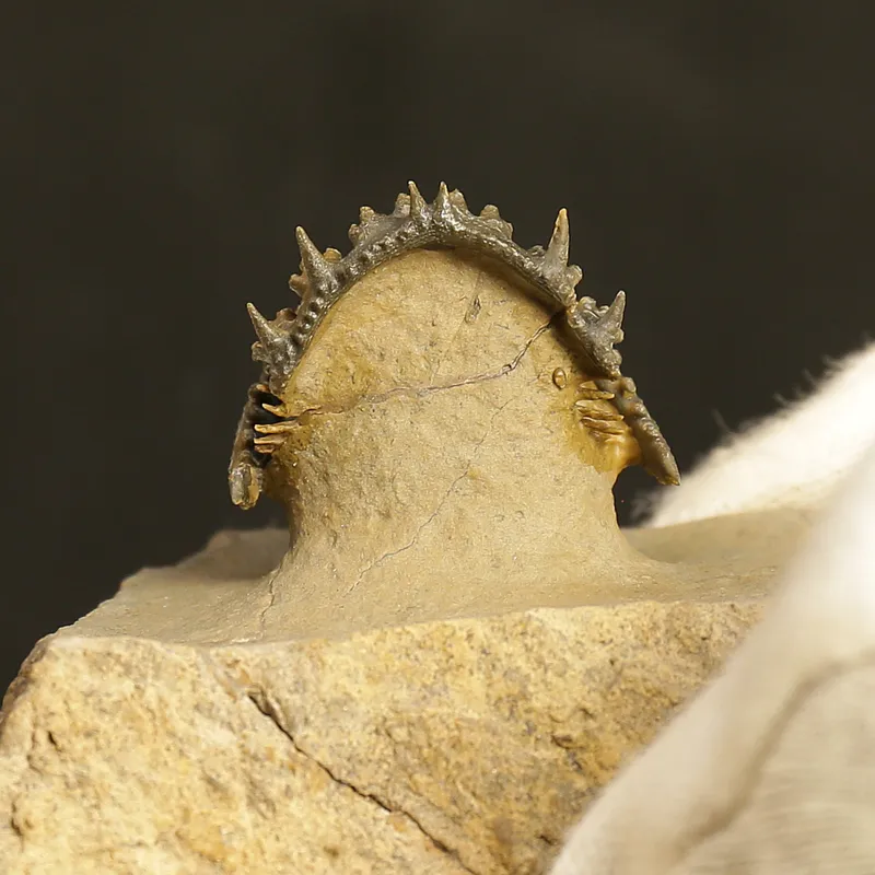 Acantharges mbareki Trilobite – Rolled Specimen with Hypostome, Devonian Morocco (3 cm)