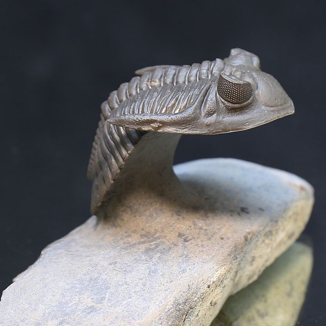 Main Image Trilobite  Hollardops from Morocco.