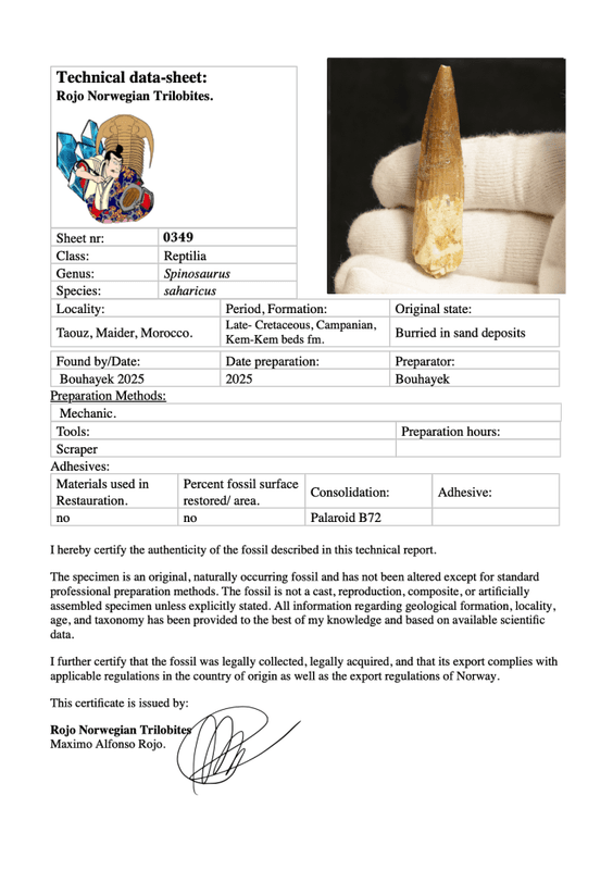 Dinosaur Teeth Spinosaurus Sp.