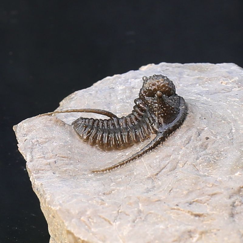 Trilobite Cyphaspis from Morocco.