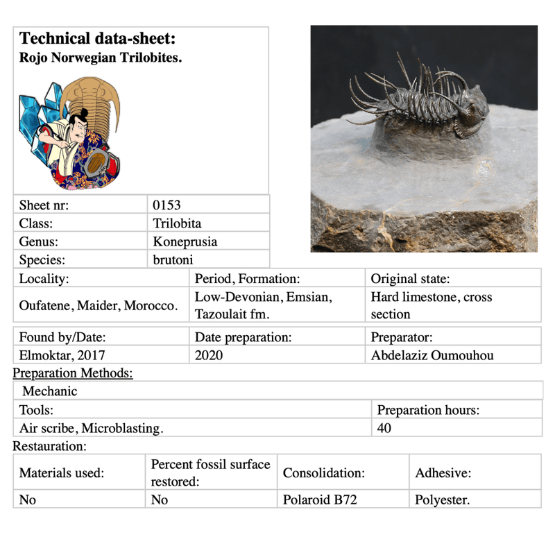 Spiny trilobite Koneprusia from Morocco.