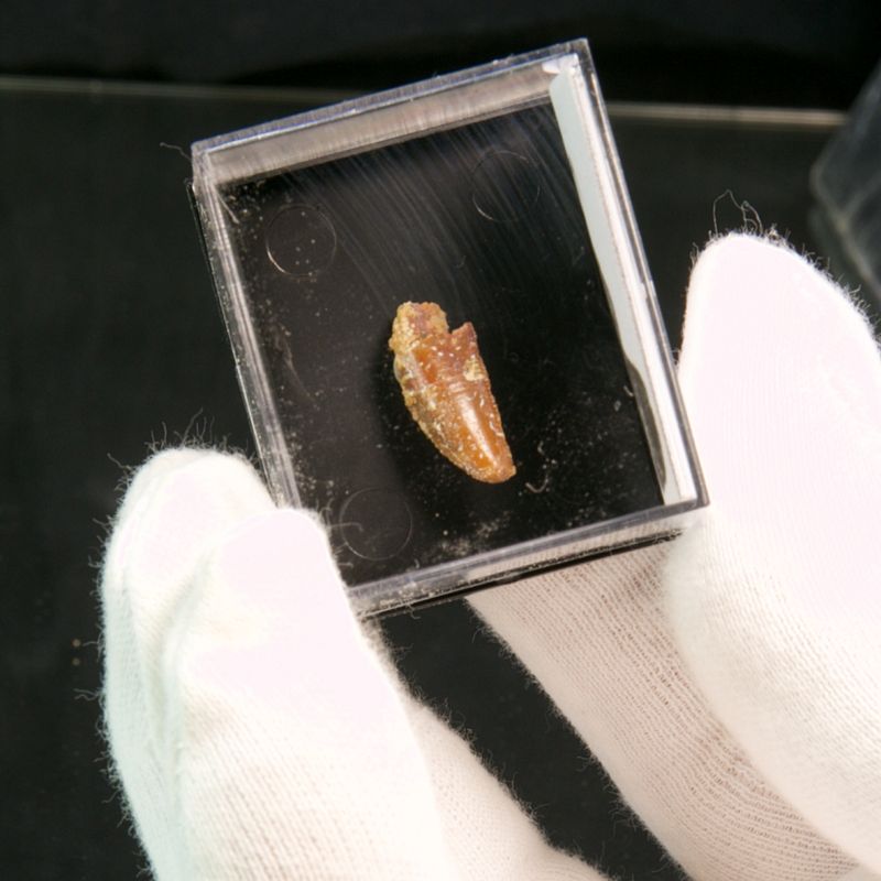 Abelisaurid Dinosaur Tooth 