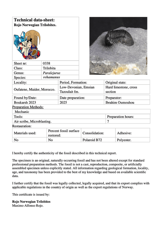Paralejurus rehamnanus Trilobite from Morocco (4 cm)