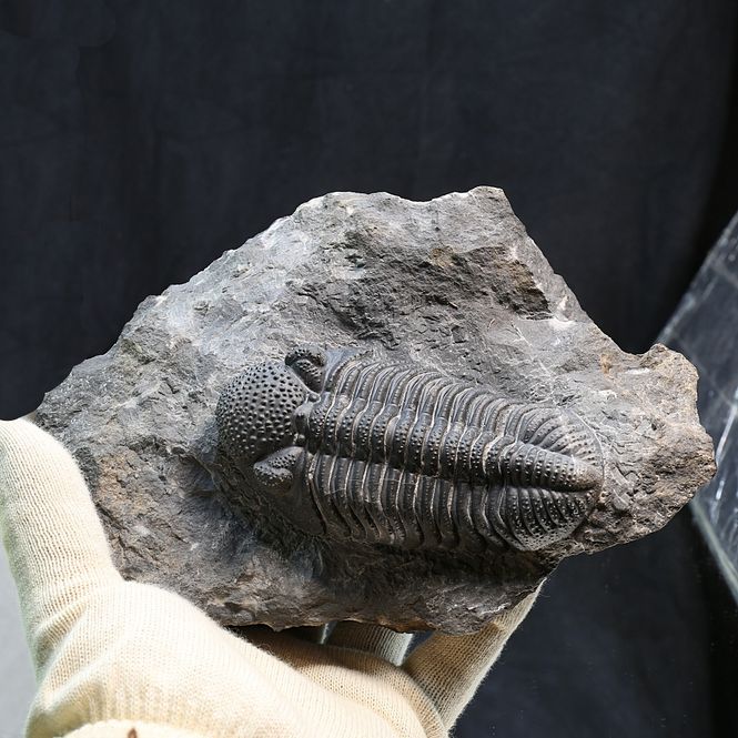 Main Image Trilobite Drotops from Morocco.