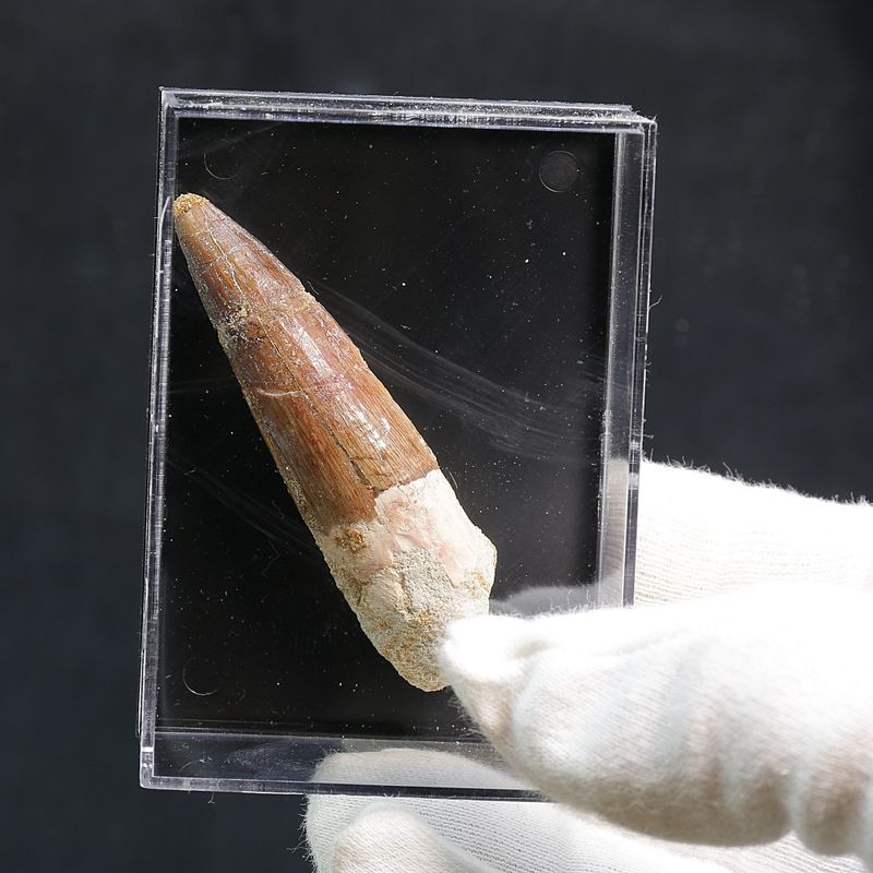 Dinosaur Teeth Spinosaurus Saharicus. 6.4 cm