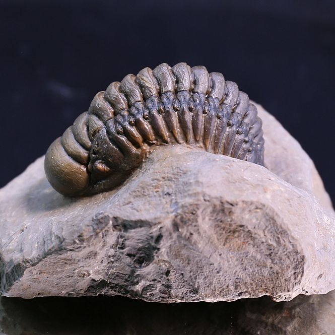 Main Image Trilobite Crotalocephalina from Morocco.