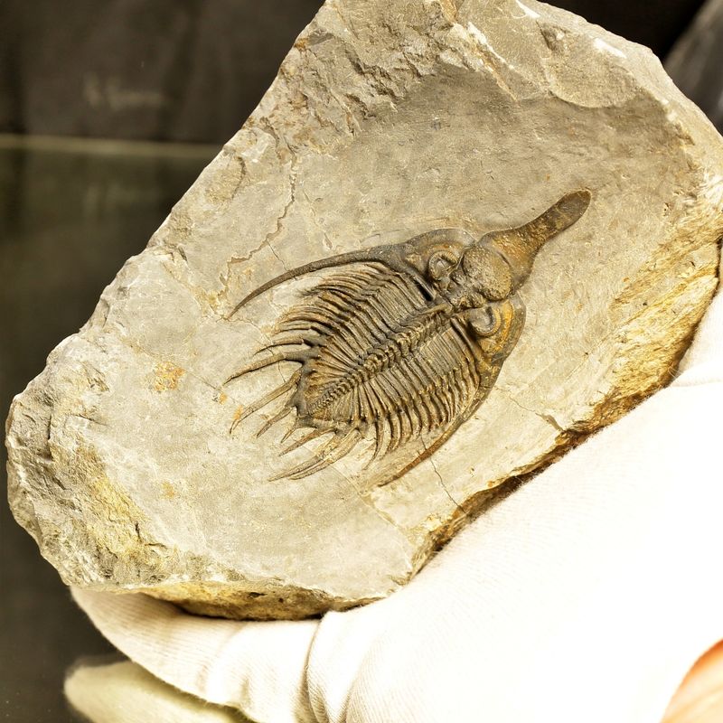 Psychopyge angeles Trilobite – Large Spiny Asteropyge, Issoumour (8 cm)