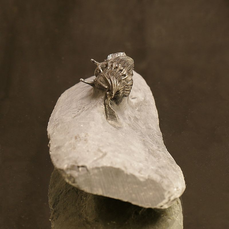 Cybele bellatula Trilobite – uncommon species from Norway.