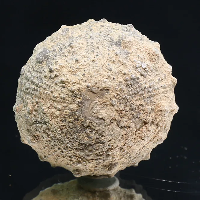 Main Image Fossil sea urchin from Morocco.