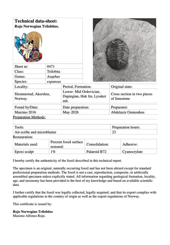 Asaphus expansus Trilobite – Lower Ordovician, Slemmestad, Norway
