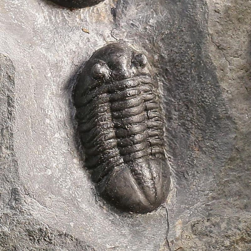 Double Asaphus expansus Trilobite Plate