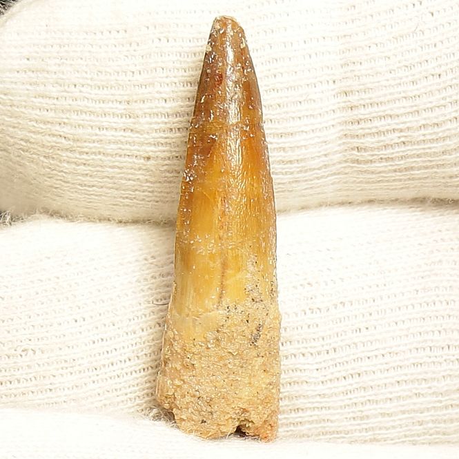 Main Image Dinosaur Teeth Spinosaurus Saharicus. 3 cm