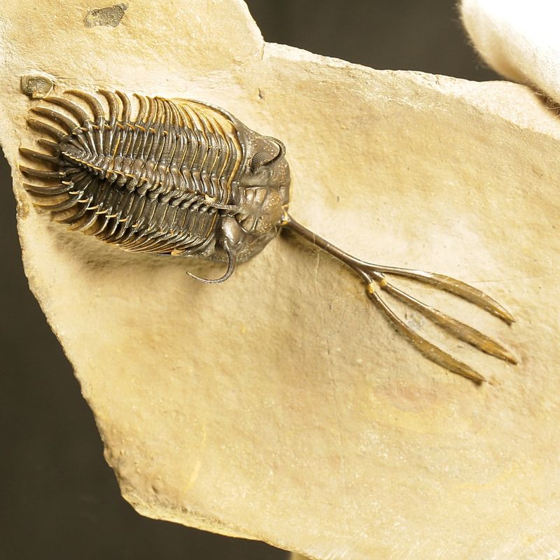 Walliserops trifurcatus Trilobite – Spiny Devonian Fossil from Morocco (8 cm)