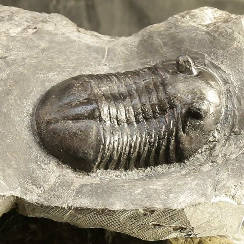 Double Asaphus sarsi Trilobite Plate, Rare Norwegian Ordovician Fossils