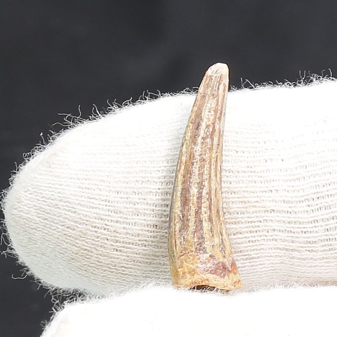 Main Image Suchomimus Tooth 
