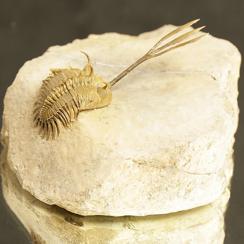 Walliserops trifurcatus Trilobite – Spiny Devonian Fossil from Morocco (8 cm)