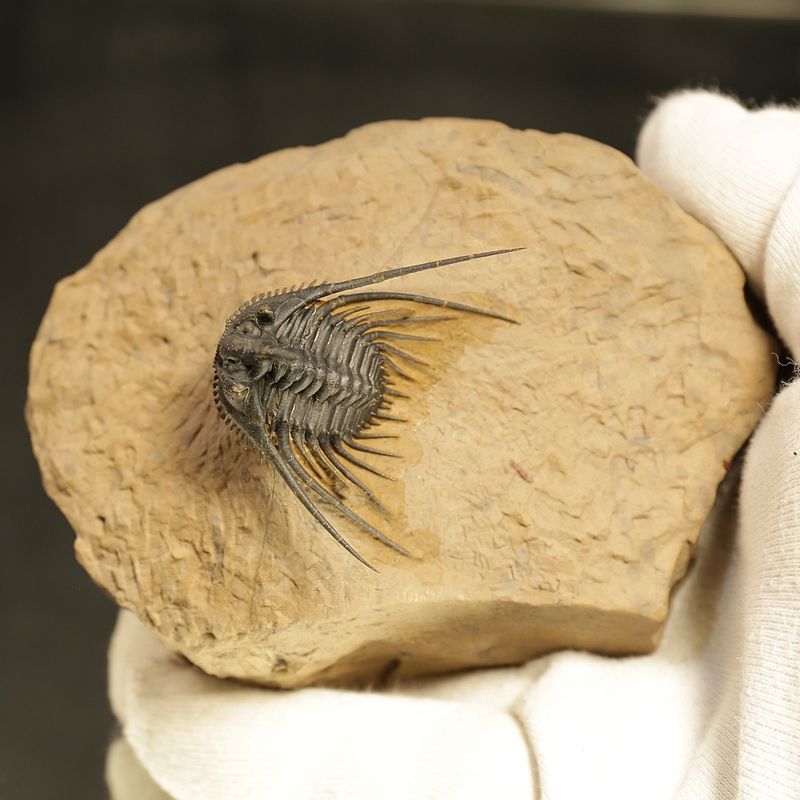 Kettneraspis prescheri Trilobite – Finely Prepared Devonian Fossil (4 cm)