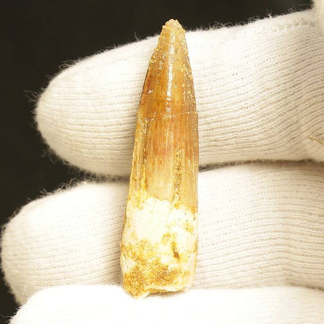 Main Image Dinosaur Teeth Spinosaurus Saharicus. 4 cm