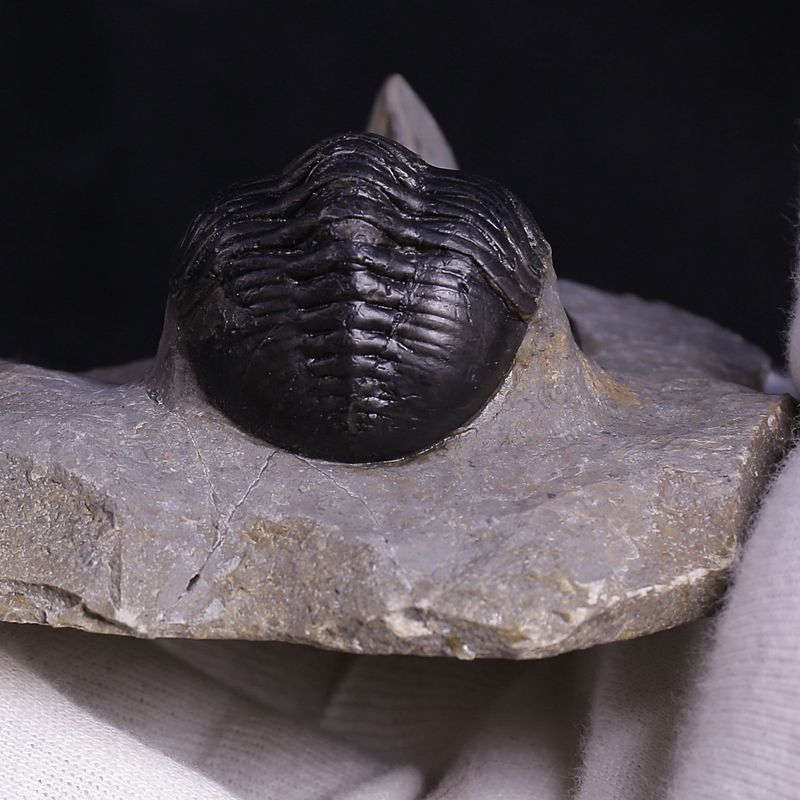 Morocconites Trilobite – “The Rhinoceros of Trilobites” (Morocco)
