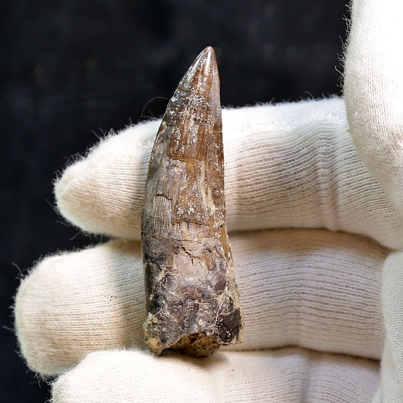 Suchomimus Tooth 