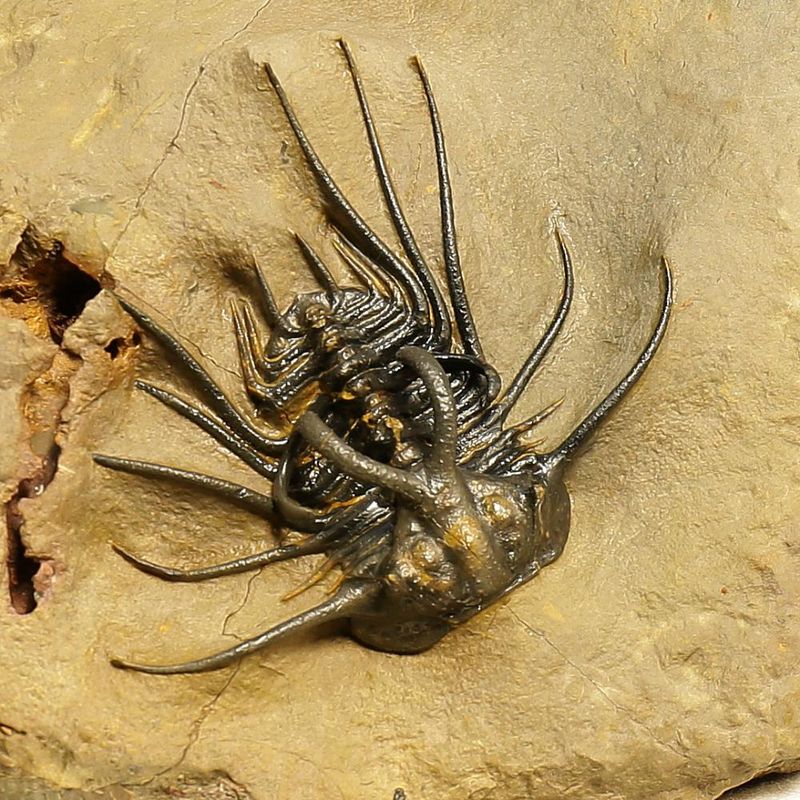 Devonian Trilobite Association Plate – Dicranurus monstruosus & Crotalocephalina gibba