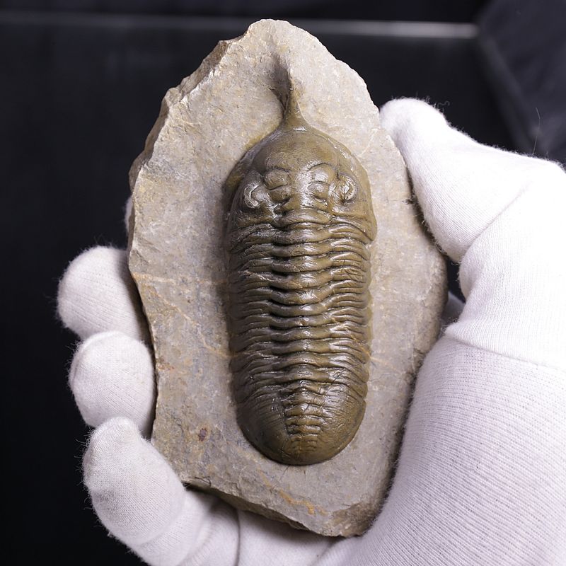 Morocconites Trilobite – “The Rhinoceros of Trilobites” (Morocco)