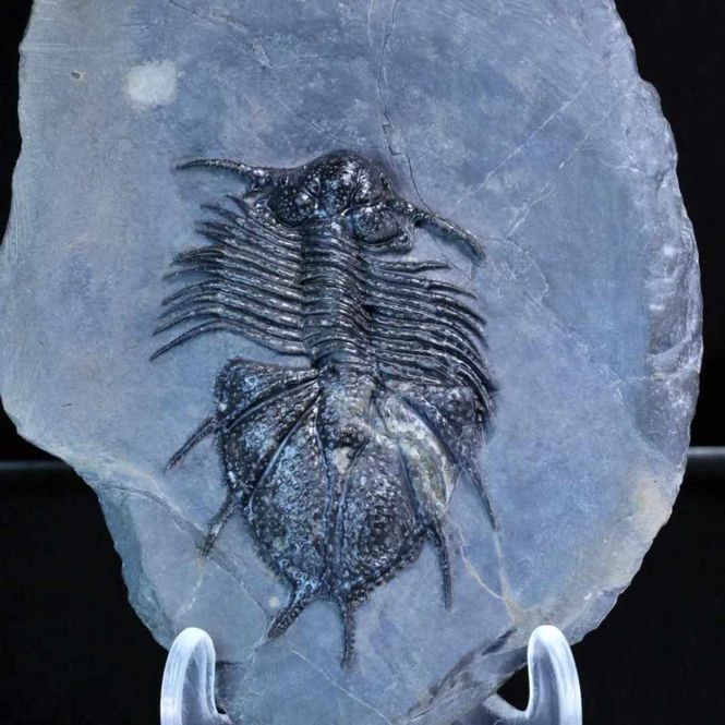 Main Image Sold! Trilobite Acanthopyge haueri from Morocco.