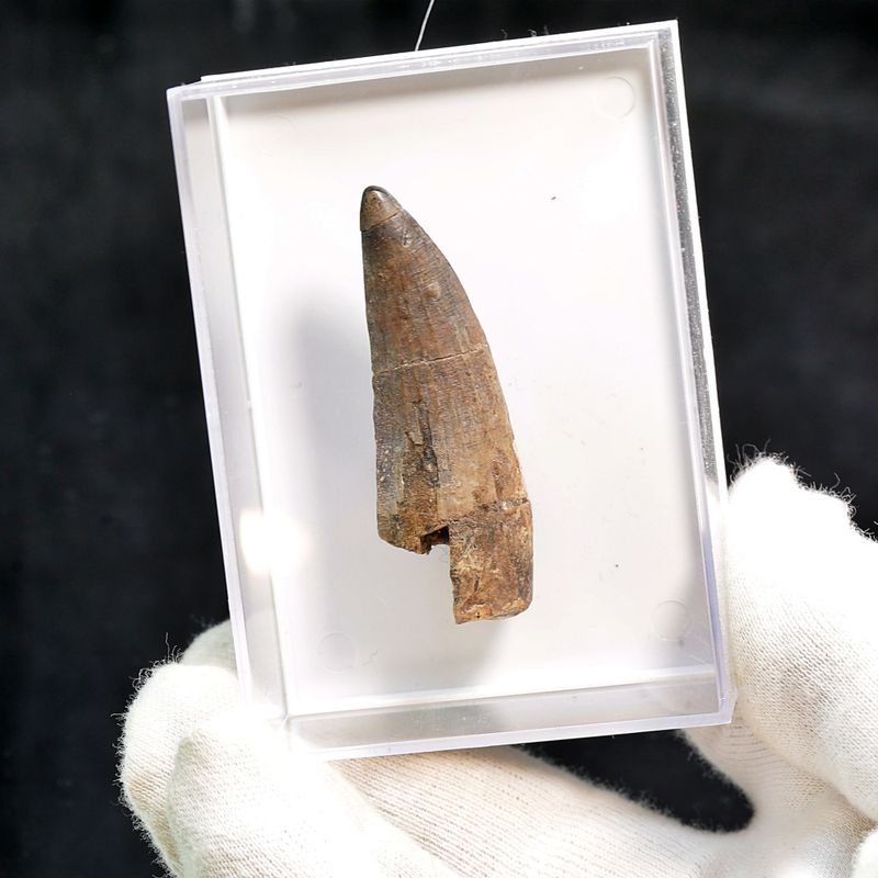 Suchomimus Tooth 