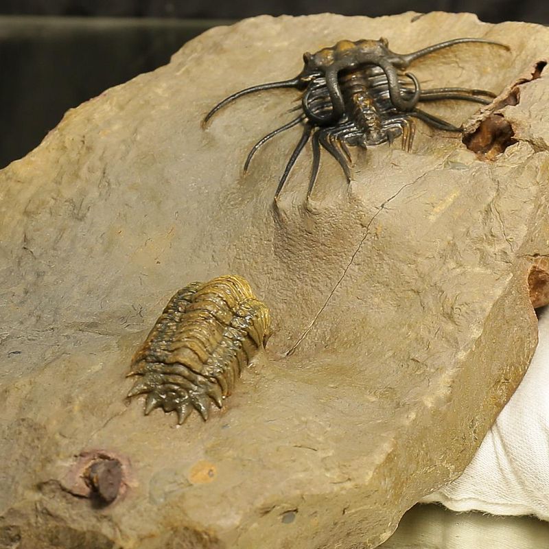 Devonian Trilobite Association Plate – Dicranurus monstruosus & Crotalocephalina gibba