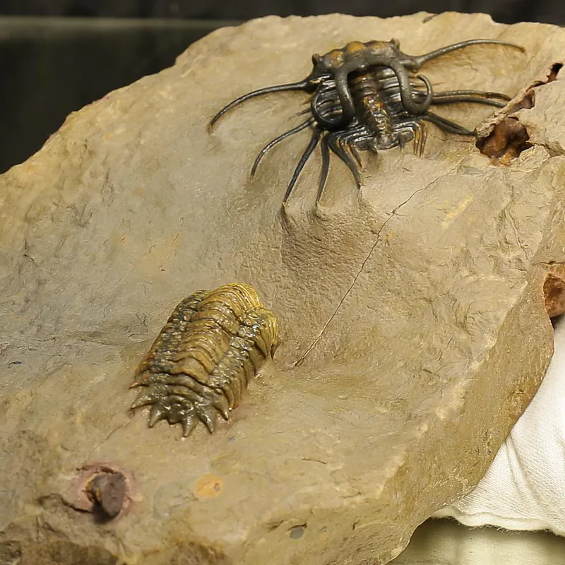 Devonian Trilobite Association Plate – Dicranurus monstruosus & Crotalocephalina gibba