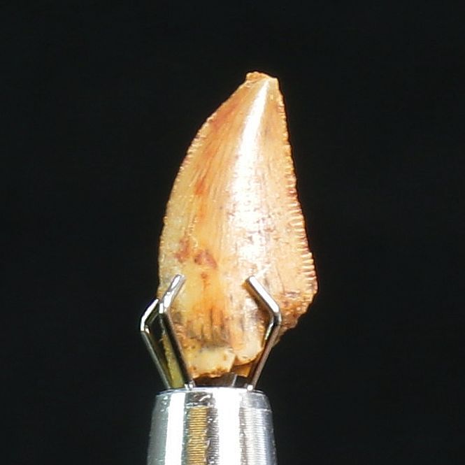 Main Image Abelisaurid Dinosaur Tooth 
