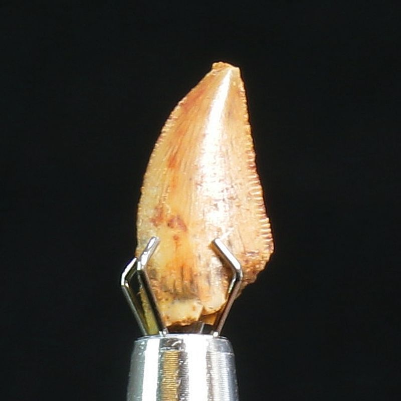 Abelisaurid Dinosaur Tooth 