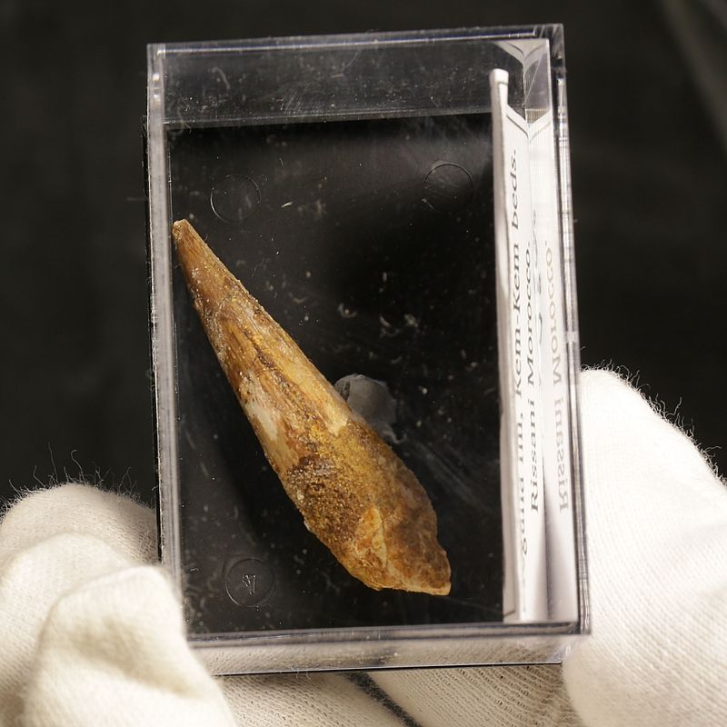 Dinosaur Teeth Spinosaurus Sp.