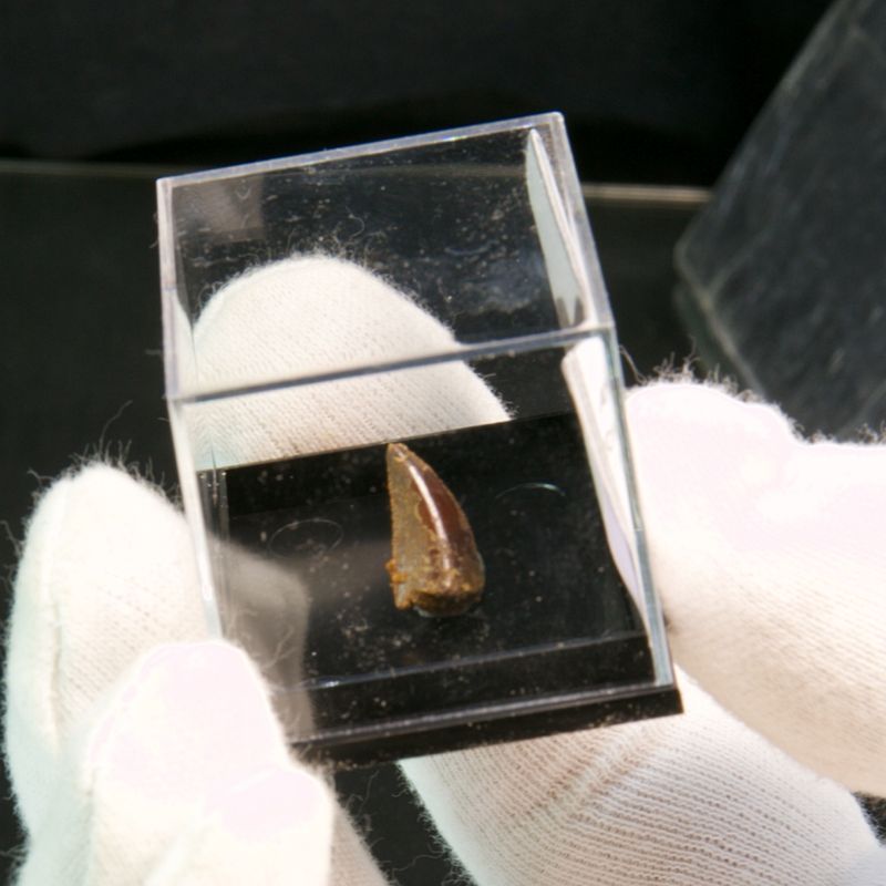 Abelisaurid Dinosaur Tooth 