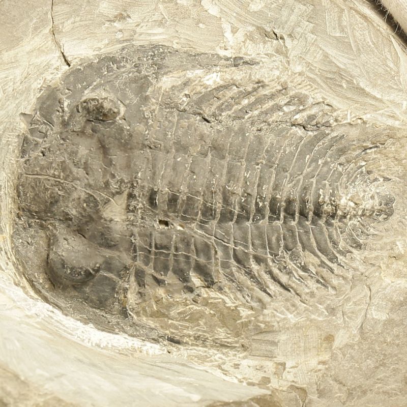  Sold, Holmia sp. Trilobite – Rare Lower Cambrian Norwegian Specimen (5.5 cm)