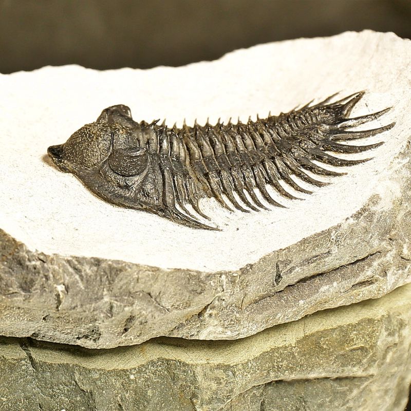  Reserved! Saharops Trilobite – Spiny Asteropyginae from Morocco (7 cm)