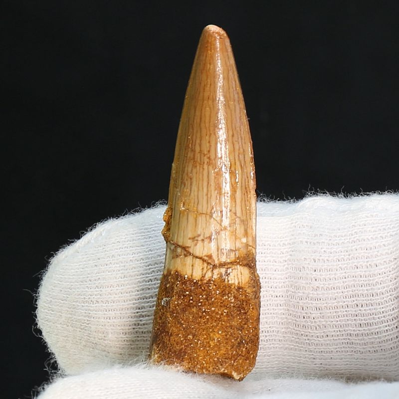 Dinosaur Teeth Spinosaurus Sp.