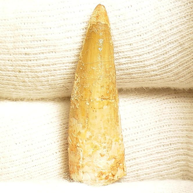 Main Image Dinosaur Teeth Spinosaurus Saharicus. 3 cm