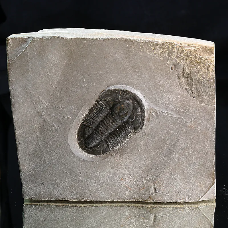  Trilobite Asaphiscus from U.S.A.