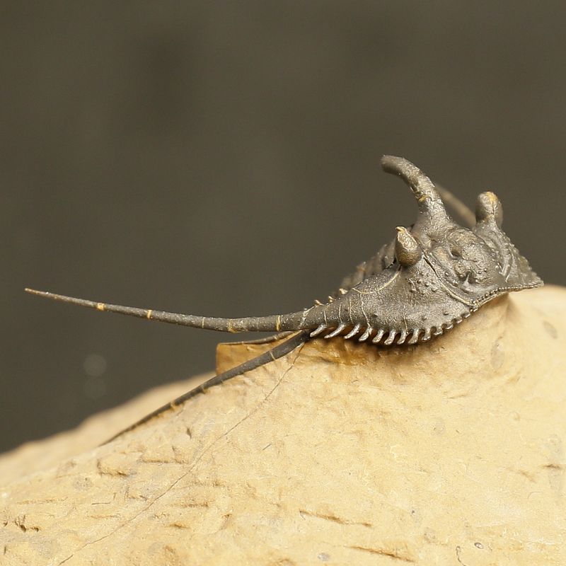 Kettneraspis prescheri Trilobite – Finely Prepared Devonian Fossil (4 cm)