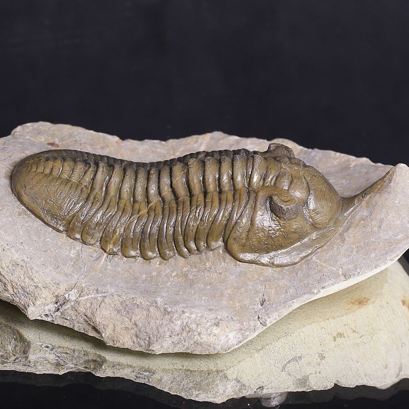 Morocconites Trilobite – “The Rhinoceros of Trilobites” (Morocco)