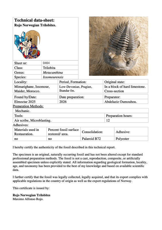 Metacanthina issomourensis Exquisitely Prepared Devonian Fossil from Issoumour (5 cm)
