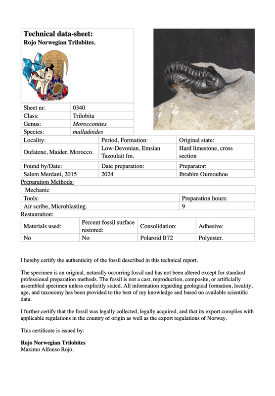 Morocconites Trilobite – “The Rhinoceros of Trilobites” (Morocco)