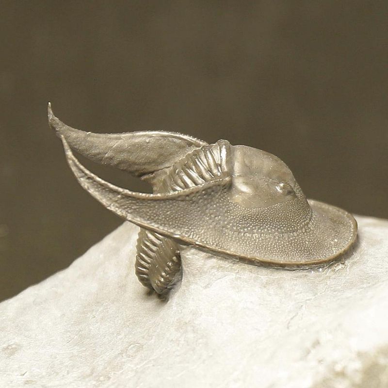 Harpes Trilobite – Finely Prepared Devonian Fossil from Jbel Oudriss (4 cm)