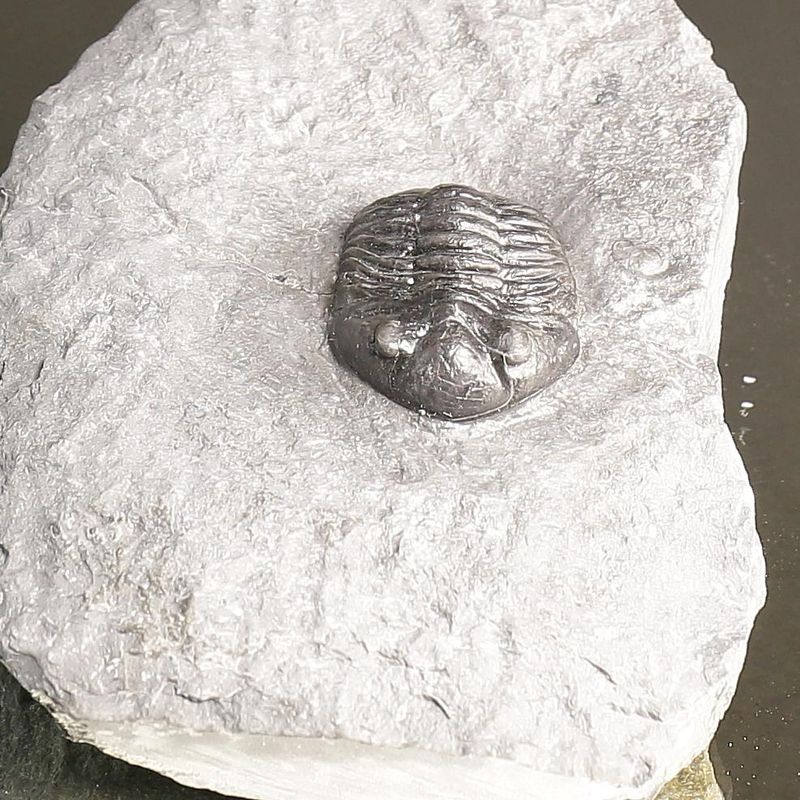 Asaphus expansus Trilobite – Lower Ordovician, Slemmestad, Norway
