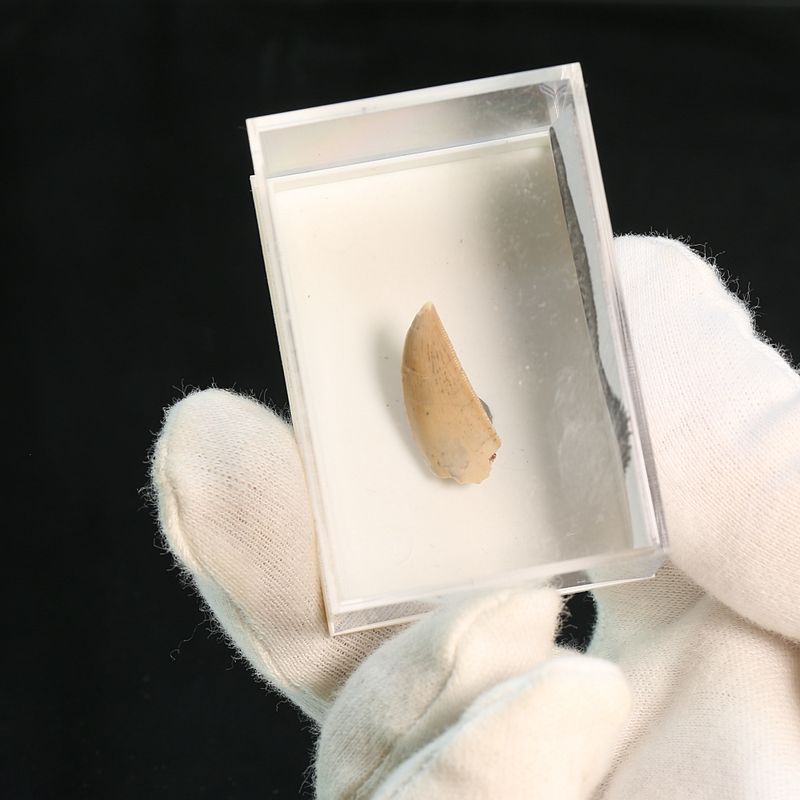 Afrovenator Tooth – Genuine, Sharp Fossil