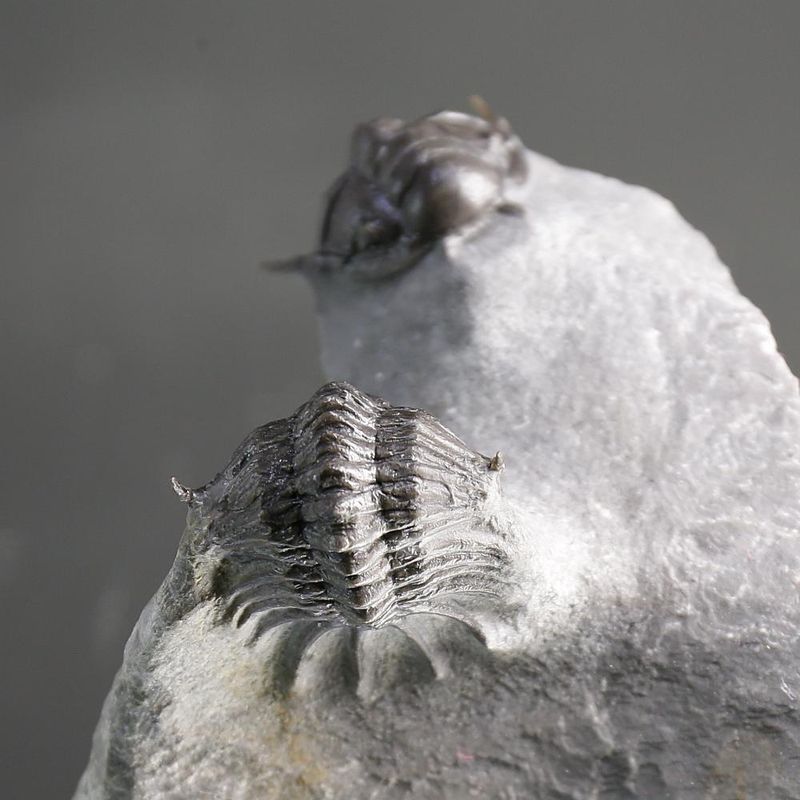Double Crotalocephalus aff. africanus Trilobite Association 