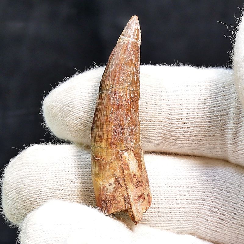 Suchomimus Tooth 