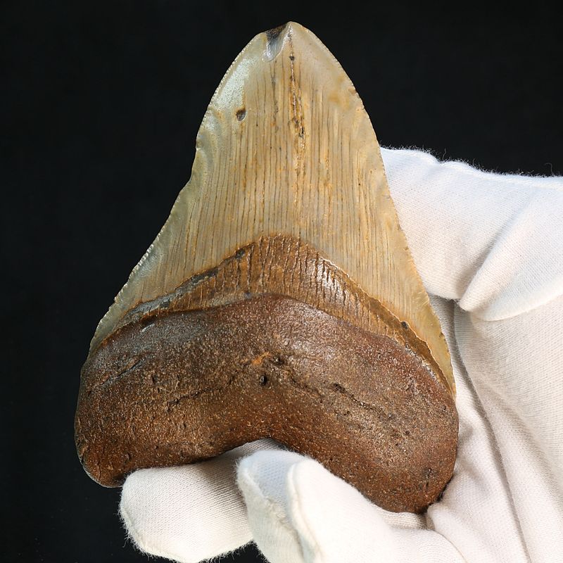Authentic Megalodon Fossil Tooth